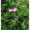 Happy Garden 6 Fresh Cuttings Ice Plant, Purple Pink Color,