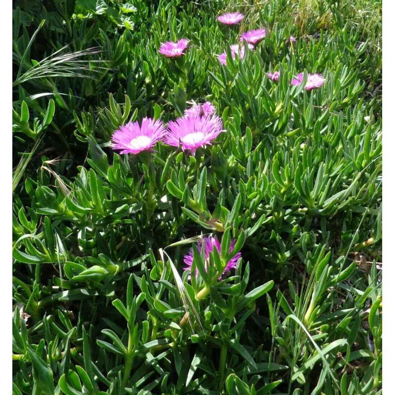 Happy Garden 6 Fresh Cuttings Ice Plant, Purple Pink Color,