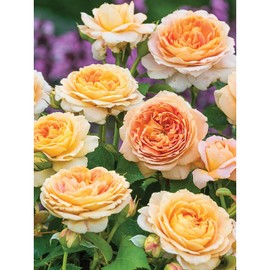 Bits and Pieces - 300 Piece Jigsaw Puzzle for Adults - 18" x 24" - Grandiflora Rose - 300 pc Large Piece Yellow Orange Spring Flowers Jigsaw