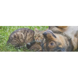 Hip and Joint for Cats - Pets Joint Health with Turmeric - Premium Ingredients - Healthy - cat glucosamine chondroitin - 1 Bottle (60 Treats)