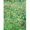 Rugosa Rose Hips WOW! 1/4 CUP RUGOSA ROSE Seeds -