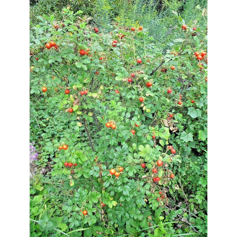 Rugosa Rose Hips WOW! 1/4 CUP RUGOSA ROSE Seeds -