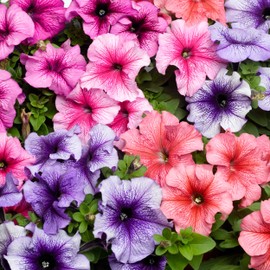 Outsidepride Petunia Multiflora Veined Indoor House Plants Or Outdoor Container, Basket, or Pot Flowers - 500 Seeds