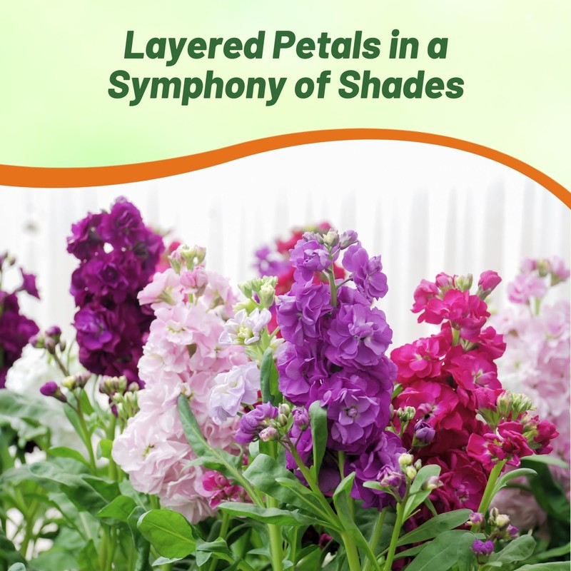 Outsidepride Ten Week Mix Mattiola Stock Seeds - 2000 Pcs