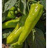 Cubanelle Sweet Chile Heirloom Pepper Premium Seed Packet