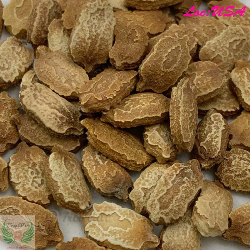 TreeVale 12 Bitter Gourd Seeds | Green Skin Long Bitter