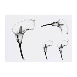 4 x 'Calla Lily Flower' Temporary Tattoos - Water Resistant, Skin-Safe, Non-Toxic Transfers, Mixed Sizes (TO00083472)