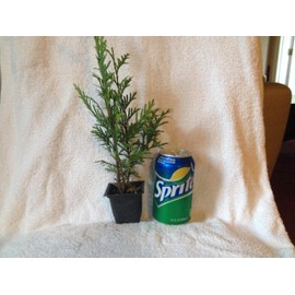 Thuja Green Giant Arborvitae - 60 Live Trees - Evergreen Privacy Plants