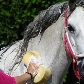 Horse Shampoo with Neem Oil, Natural Grooming Product, 1 Litre.