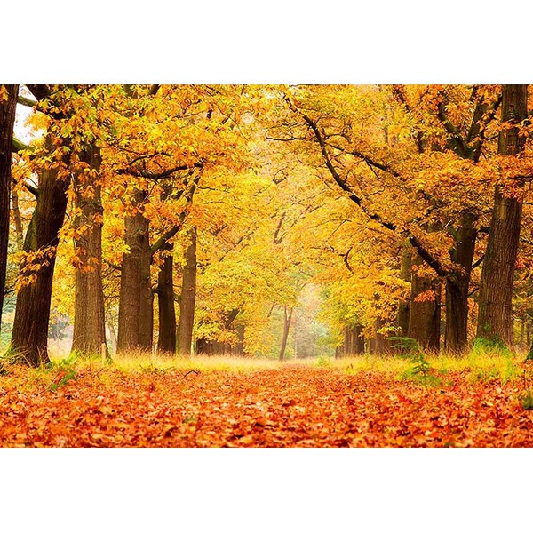 MEHOFOND Fall Forest Photo Backdrop Autumn Natural Scenery Landscape Maple
