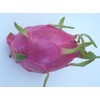 Red Dragon Fruit Live Plant Easy Growing Juicy Sweet