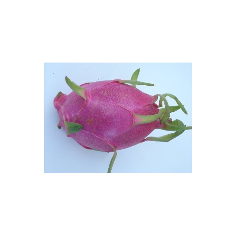 Red Dragon Fruit Live Plant Easy Growing Juicy Sweet