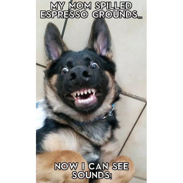 german Shepherd refrigerator magnet 3 1/2 x 4 1/2 "