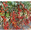 SeedsUP - 50+ Seeds Vine Tomato - Vegetable Red
