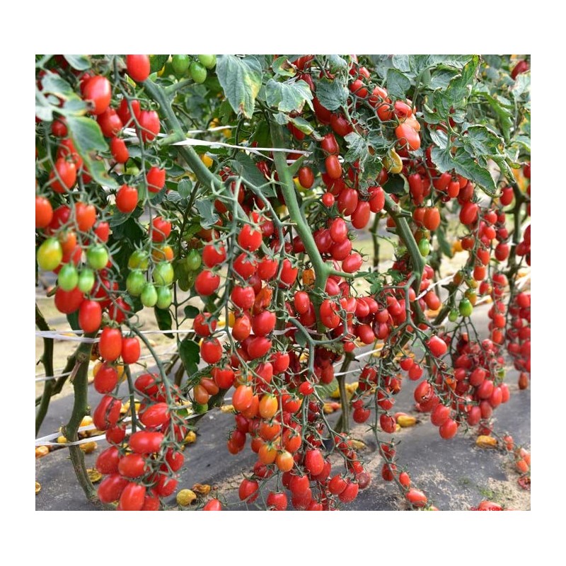 SeedsUP - 50+ Seeds Vine Tomato - Vegetable Red