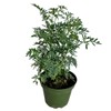 Ruda Rue Plant 4 inch Pot Herb Live Plant