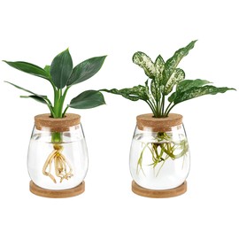 Dahey Plant Propagation Jars Plant Terrarium Glass Vase with Wooden Saucer and Cork Planter Station for Growing Hydroponic Plants Indoor Table Centerpirce Home Office Decor, Set of 2