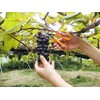 ARS Corporation 320DX-T-BP Deluxe Straight Grape Scissors (Blister Pack)