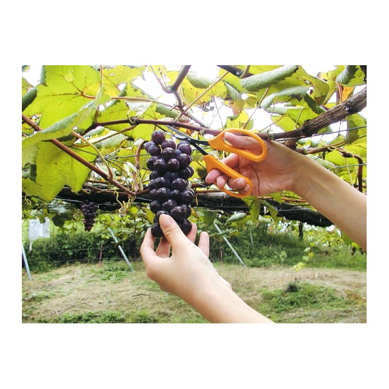 ARS Corporation 320DX-T-BP Deluxe Straight Grape Scissors (Blister Pack)