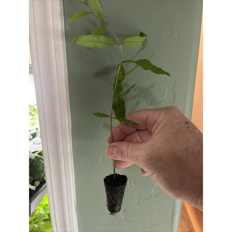 Profig Rare Azadi Pomegranate Tree – Sweet, Productive, & Easy