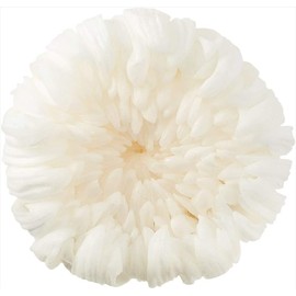 Earth Farms Brand of Preserved 6 Wheels with Wheel Chrysanthemum in