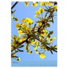 Ginkgo (Wandkalender 2026 DIN A3 hoch), CALVENDO Monatskalender: Ginkgobaum und