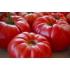 Giant Tomato 100 Pounds 20 Non-GMO Seeds for Planting