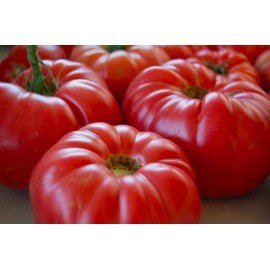 Giant Tomato 100 Pounds 20 Non-GMO Seeds for Planting
