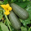 Grey Zucchini Summer Squash Seeds Heirloom Delicious Gray 10 -