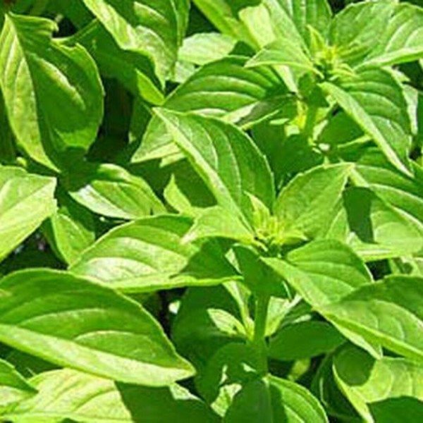 500 Lemon Basil Seeds | Non-GMO | Herb Seeds |