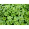 Viridis Hortus - Oregano, Greek 2,400 (0.2g) Herb Seeds -