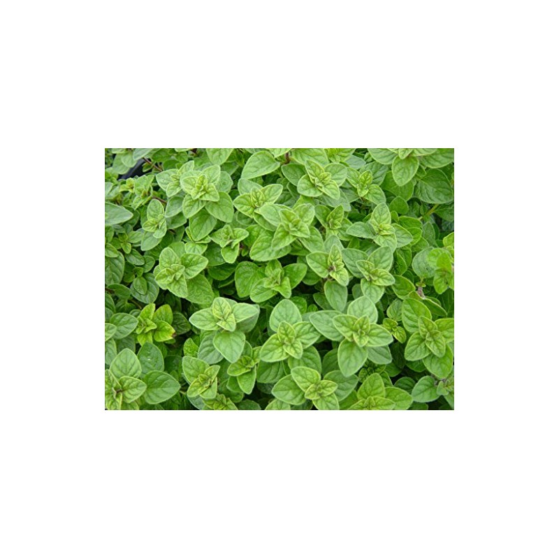 Viridis Hortus - Oregano, Greek 2,400 (0.2g) Herb Seeds -