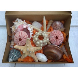 Real Seashell Gift Pack 16 Seashells Sputnik Pink Urchins Rose Murex 2 Starfish Sea Snail Cockleshell Trocha Screw Cone Shells