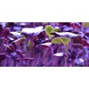 Todd's Seeds Radish Microgreen & Sprouting Seed Sampler - Includes