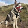 Big Dog Styles Head Collar, Made in UK for Large