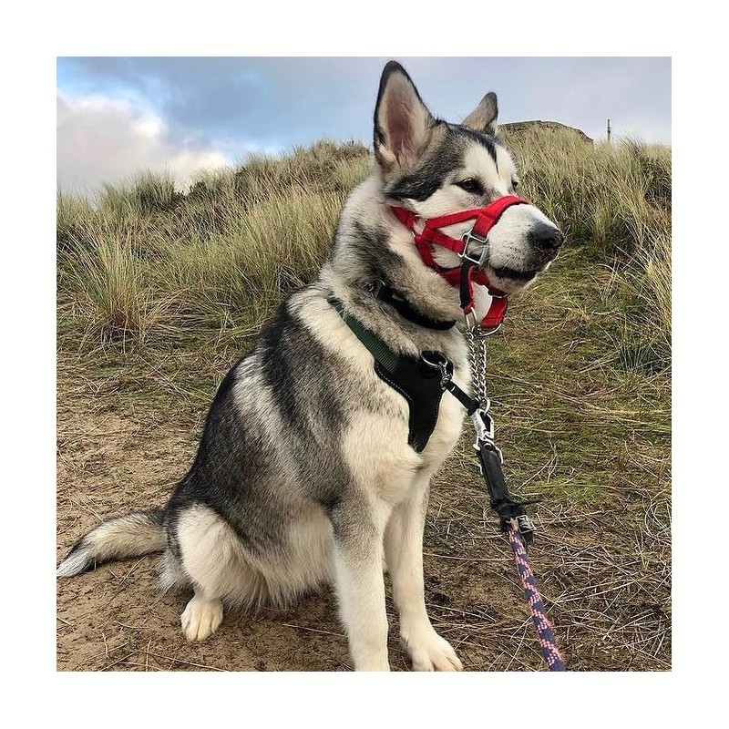 Big Dog Styles Head Collar, Made in UK for Large