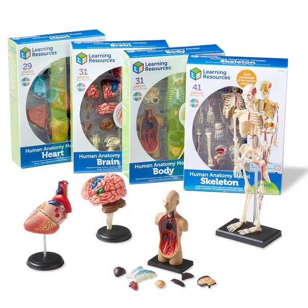 Learning Resources Anatomy Models Bundle Set - 4 Sets, Ages 8+, Anatomy Demonstration Tools, Classroom Demonstration Tools, Human Body Model,