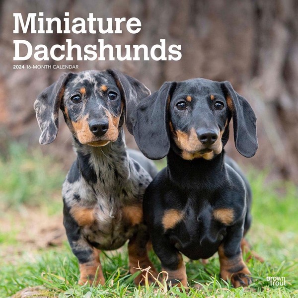 Miniature Dachshunds | 2024 12 x 24 Inch Monthly Square