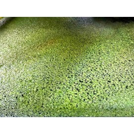 *BUY 2 GET 1 FREE* 2000+ Duckweed Lemna Minor Easy Live Aquarium Floating Plant