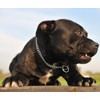 Metal Choker Collar for Large Dogs Training Slip Link Dog