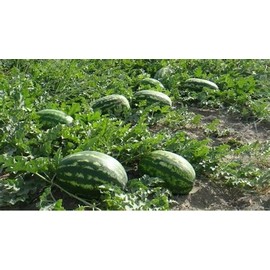 Frontier Seeds 10 Seeds Tendersweet Orange NON-GMO Seeds Planting Heirloom Garden