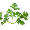 Cilantro Seeds - Leisure - 5 Lb Bulk ~160000 Seeds