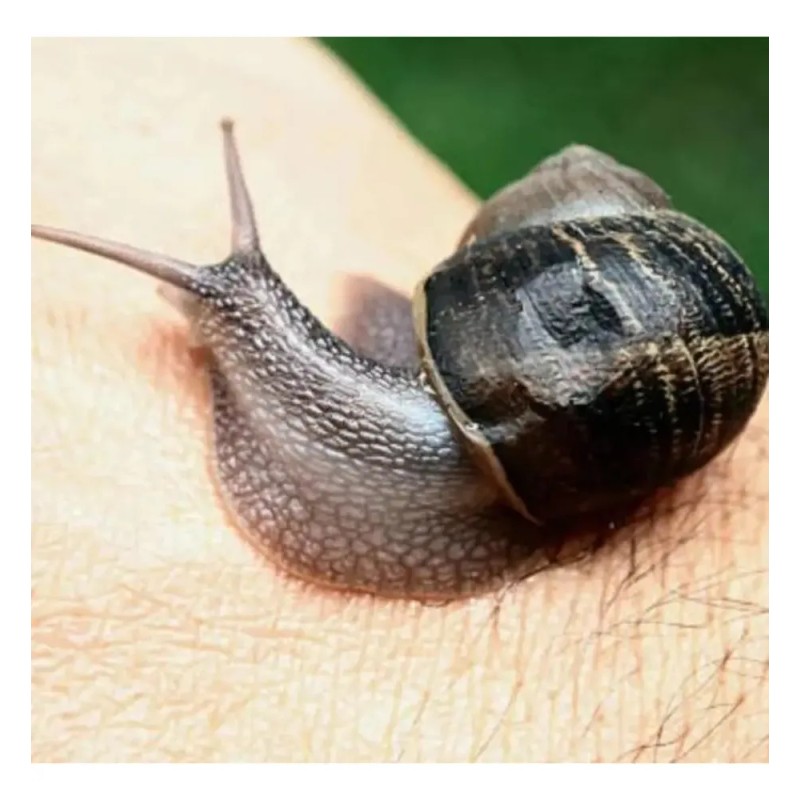 Sheló Nabel Crema Jabón Facial Baba de Caracol Pack 2