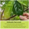 200+Dried Soursop Leaves, Hojas De Guanabana Secas, Dried Soursop Graviola