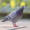 Mipcase Pigeon Leg Bands Ring,100 Pcs Bird Pigeons Leg Rings