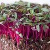 Beet Seeds - Red Round - 1 Oz ~1,500 Seeds