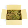 War World Scenics Seafoam Trees Box Mixed Size | Model
