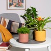Scheurich Cottage Ceramic Flower Pot Green Ø 16.6 cm, H