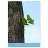Ginkgo (Wandkalender 2026 DIN A3 hoch), CALVENDO Monatskalender: Ginkgobaum und