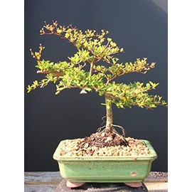 Indoorbonsaiexotics Dwarf Black Olive Bonsai Tree